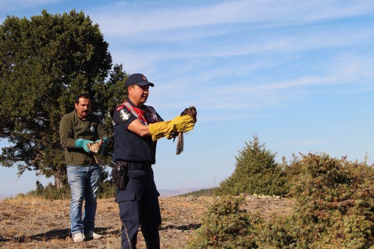 Kırıkkale'de yaralı kara akbaba tedavi altına alındı G5