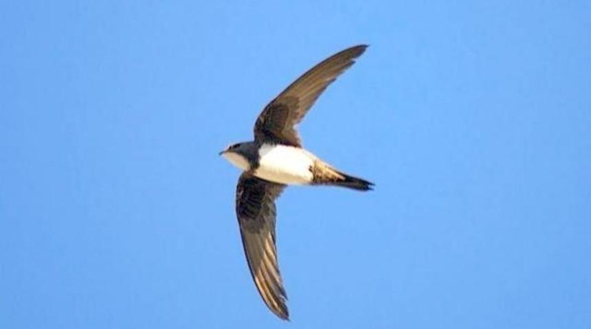 Ebabil kuşu nasıl bir kuştur? Ebabil kuşunun hikayesi nedir?