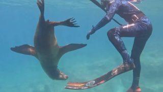 Sosyal medyada gündem olan görüntüler! Deniz aslanı bir anda ortaya çıktı... Dalgıcın yanına giderek ona sarıldı