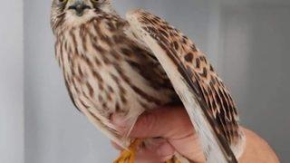 Aksaray'da kerkenez satan kişiye 23 bin lira ceza kesildi