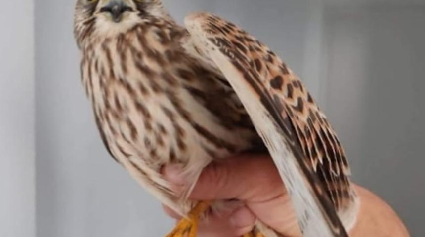 Aksaray'da kerkenez satan kişiye 23 bin lira ceza kesildi