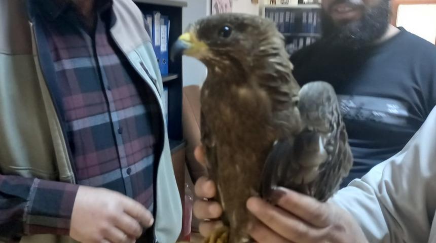 Kayseri'de yaralı bulunan arı şahini tedaviye alındı