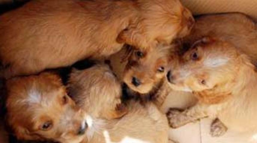 Onlarca yavru k&ouml;pek &ouml;ld&uuml;r&uuml;ld&uuml;