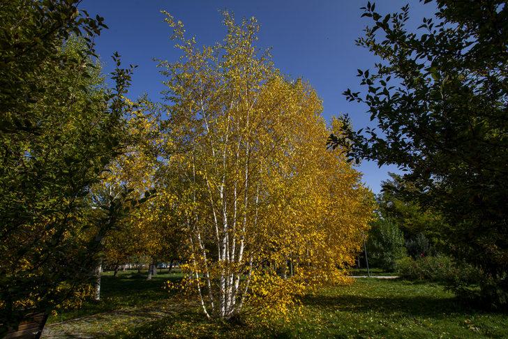 Erzurum'da park ve bahçelerde güz renkleri hakim oldu G4