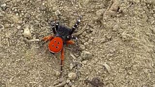 Elazığ'da nadir görülen Eresus kollari türü örümcek görüntülendi