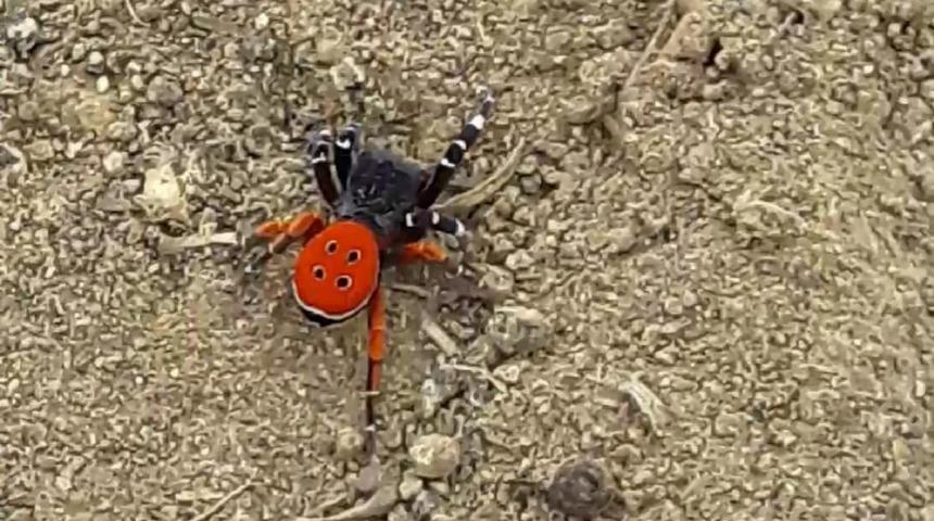 Elazığ'da nadir görülen "Eresus kollari" türü örümcek görüntülendi