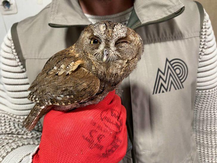 Erzurum'daki yaralı ve bitkin halde bulunan 6 yabani kuş tedaviye alındı G1