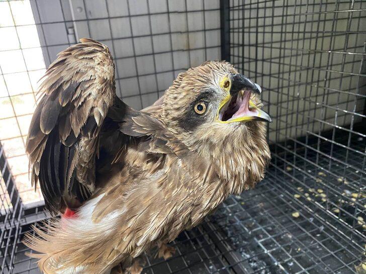 Erzurum'daki yaralı ve bitkin halde bulunan 6 yabani kuş tedaviye alındı G3