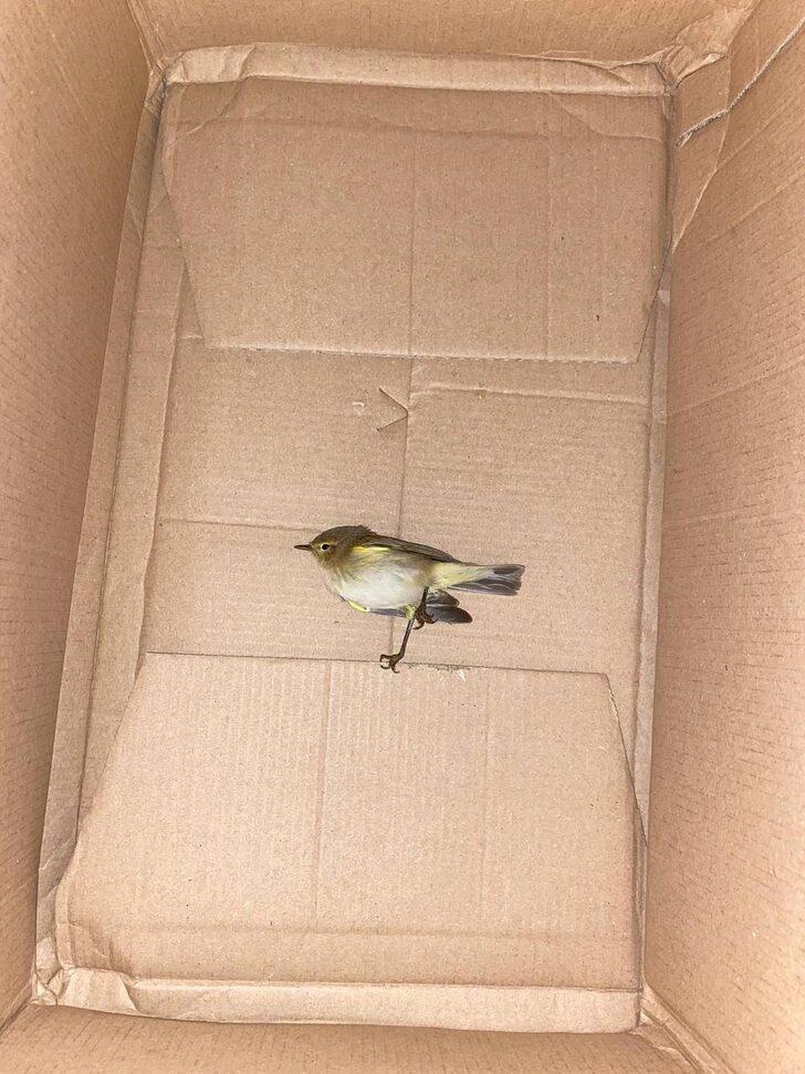 Erzurum'daki yaralı ve bitkin halde bulunan 6 yabani kuş tedaviye alındı G5