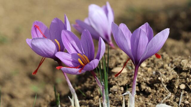 Safran hasadı festivalle yapılacak