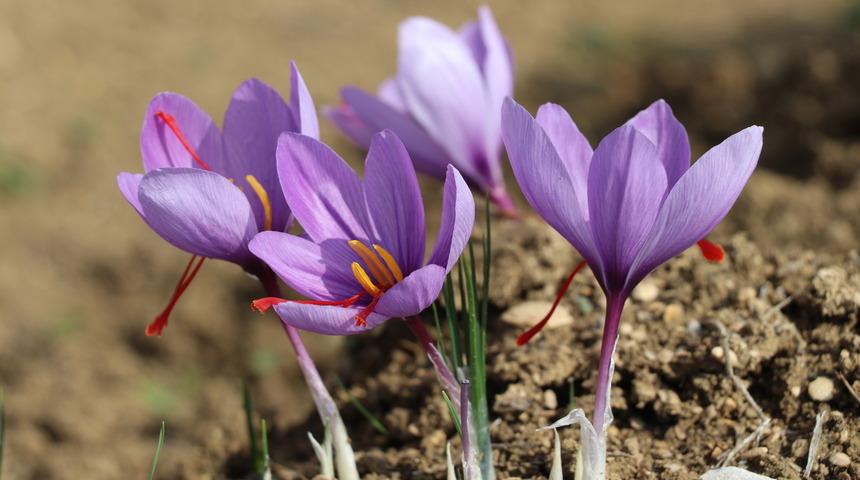 Safran hasadı festivalle yapılacak