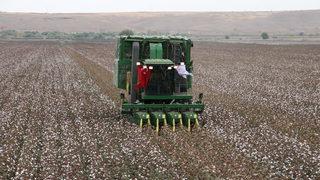 Diyarbakır'da üretilen pamukta 438 bin ton rekolte bekleniyor