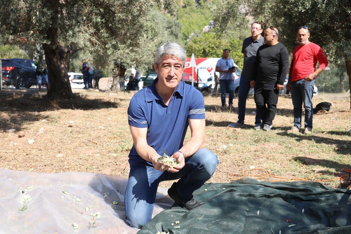 Muğla'da yer fıstığı, zeytin, defne hasadı ve &ccedil;am balı sağımı yapıldı