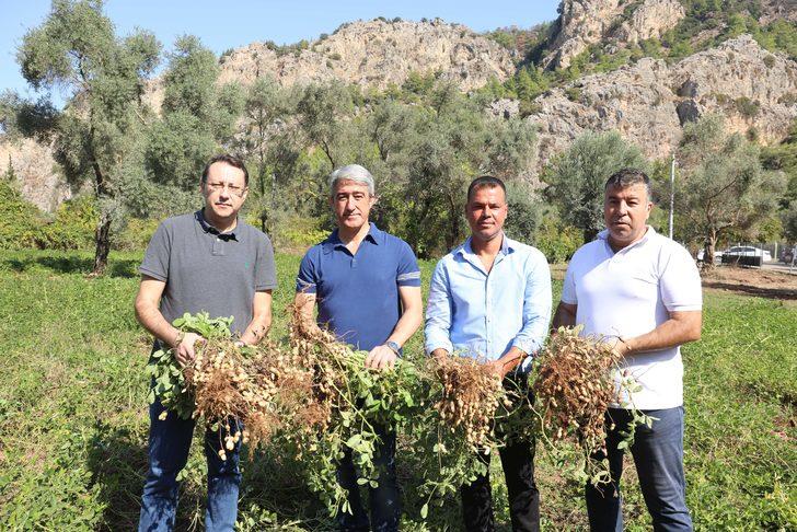 Muğla'da yer fıstığı, zeytin, defne hasadı ve çam balı sağımı yapıldı G3