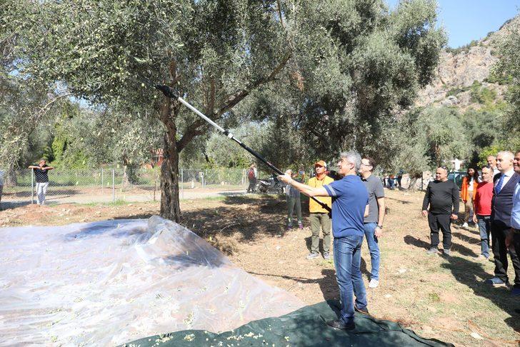 Muğla'da yer fıstığı, zeytin, defne hasadı ve çam balı sağımı yapıldı G4