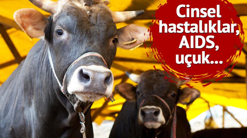 Bilimsel olarak kanıtlandı: İnek sümüğünün akla zarar faydası! Cinsel hastalıklar, AIDS, uçuk... 