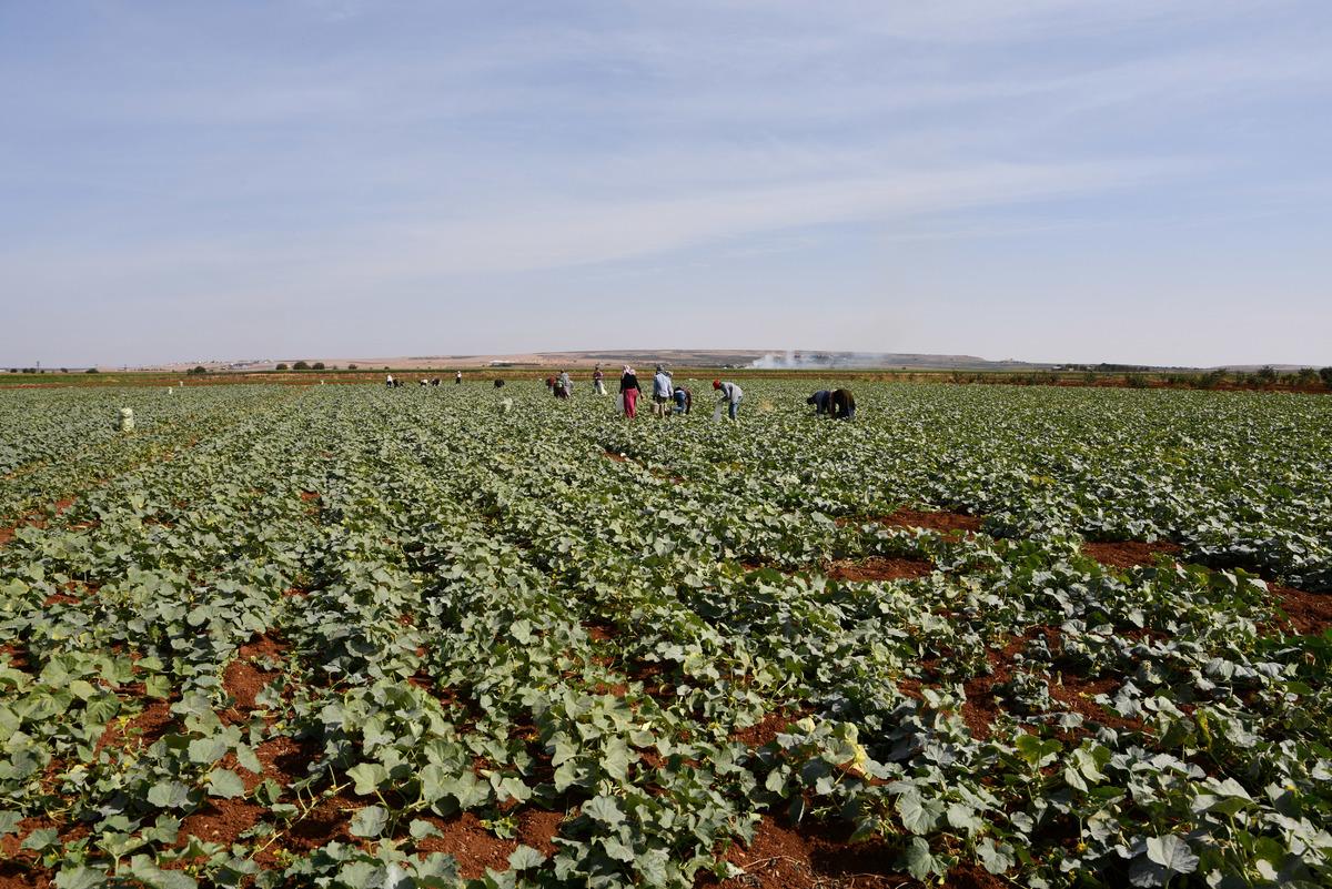 Gaziantep'te turşuluk acur hasadı devam ediyor