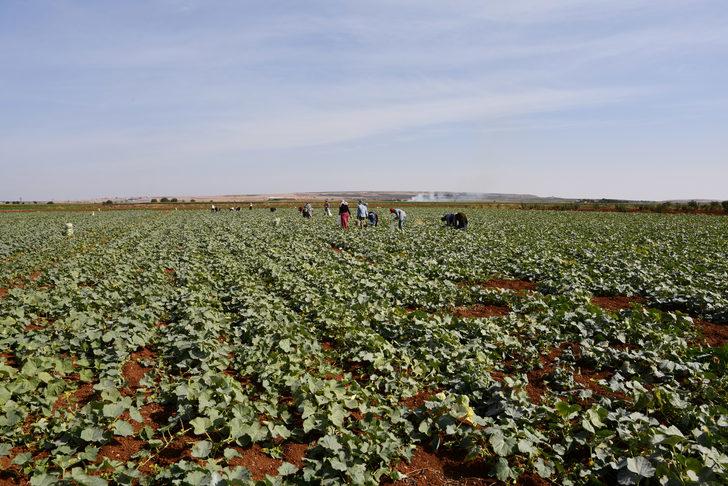 Gaziantep'te turşuluk acur hasadı devam ediyor G1