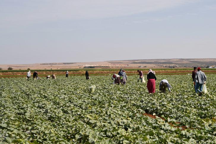 Gaziantep'te turşuluk acur hasadı devam ediyor G2