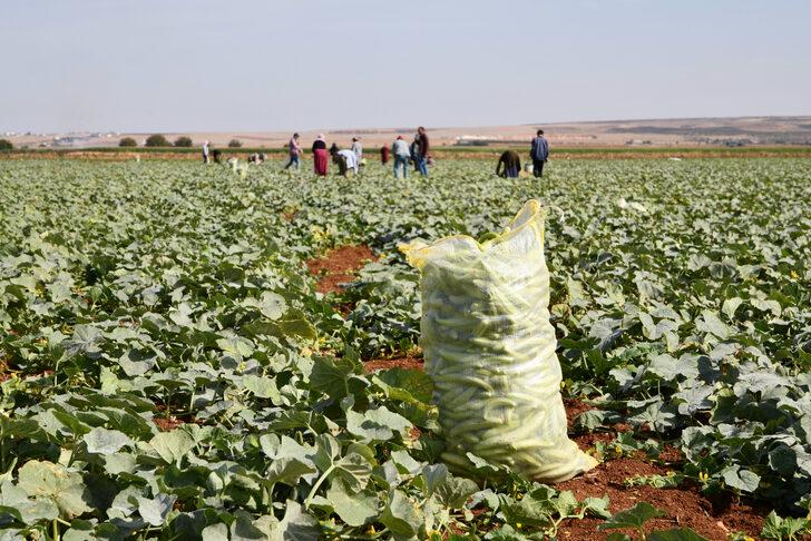 Gaziantep'te turşuluk acur hasadı devam ediyor G3