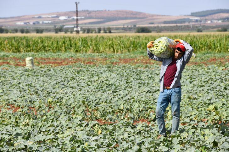 Gaziantep'te turşuluk acur hasadı devam ediyor G4