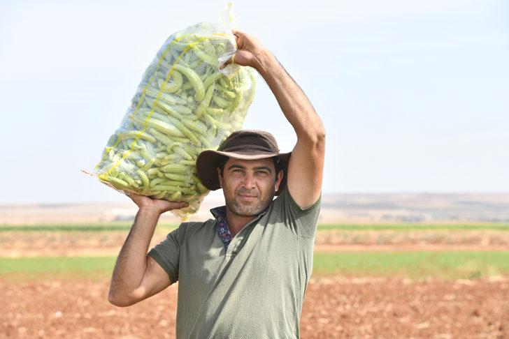 Gaziantep'te turşuluk acur hasadı devam ediyor G5