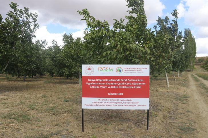 Tekirdağ'da damlama sistemiyle sulanan ceviz ağaçlarının verimi araştırılıyor G1