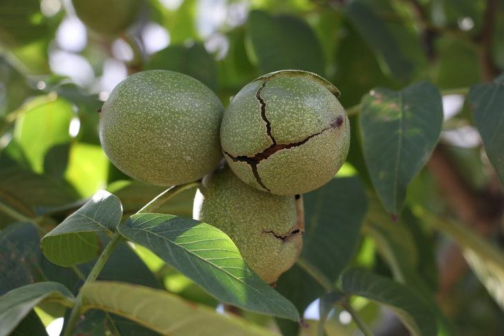 Tekirdağ'da damlama sistemiyle sulanan ceviz ağaçlarının verimi araştırılıyor G2