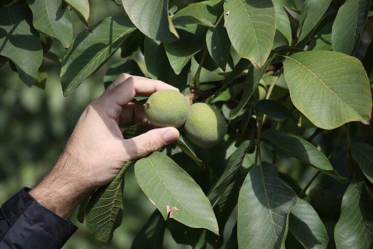 Tekirdağ'da damlama sistemiyle sulanan ceviz ağaçlarının verimi araştırılıyor G5