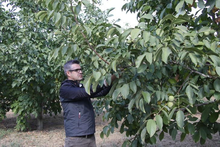 Tekirdağ'da damlama sistemiyle sulanan ceviz ağaçlarının verimi araştırılıyor G3
