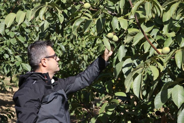 Tekirdağ'da damlama sistemiyle sulanan ceviz ağaçlarının verimi araştırılıyor G4