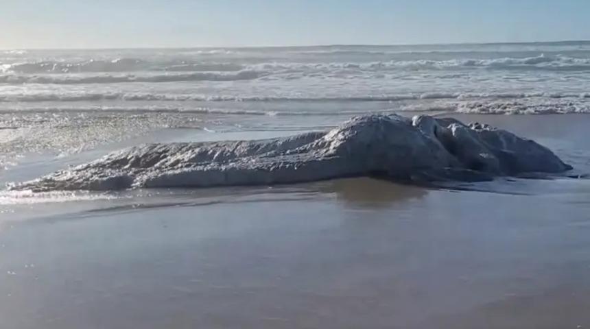 Ne olduğu çözülemedi! Kıyıya vuran kamyon büyüklüğündeki yaratık şok etti