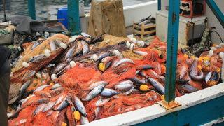 Kıyıköylü balıkçının ağlarına 3 bin 500 adet palamut takıldı