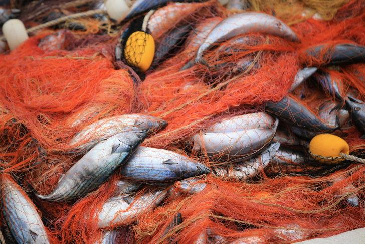 Kıyıköylü balıkçının ağlarına 3 bin 500 adet palamut takıldı G2