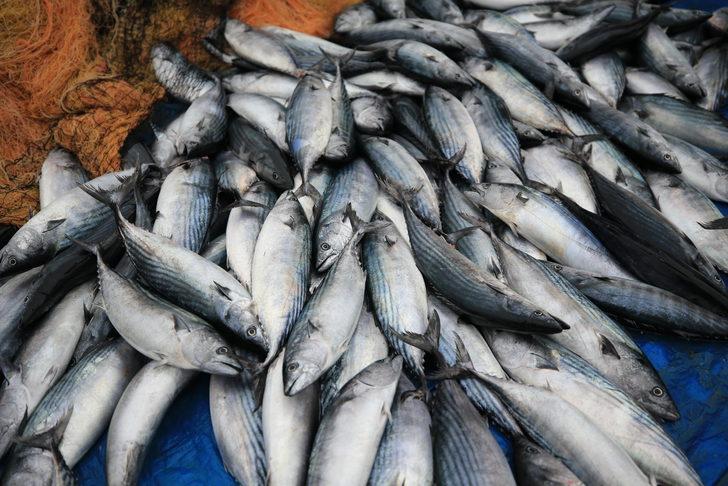 Kıyıköylü balıkçının ağlarına 3 bin 500 adet palamut takıldı G3