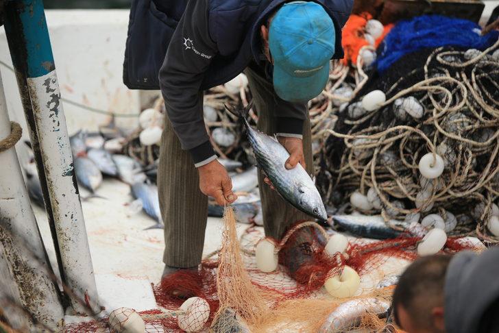 Kıyıköylü balıkçının ağlarına 3 bin 500 adet palamut takıldı G4