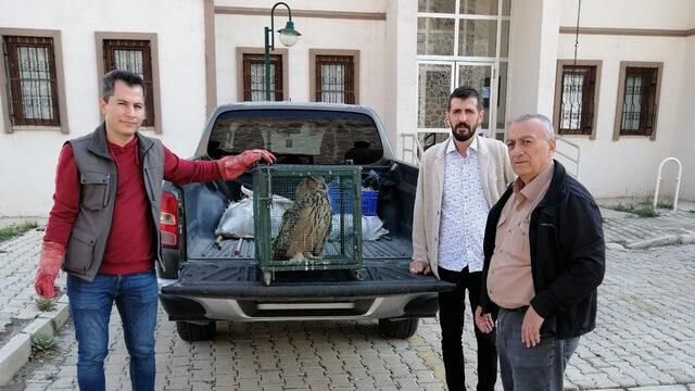 Malatya'da sahipsiz köpeklerin saldırısında yaralanan puhu tedaviye alındı