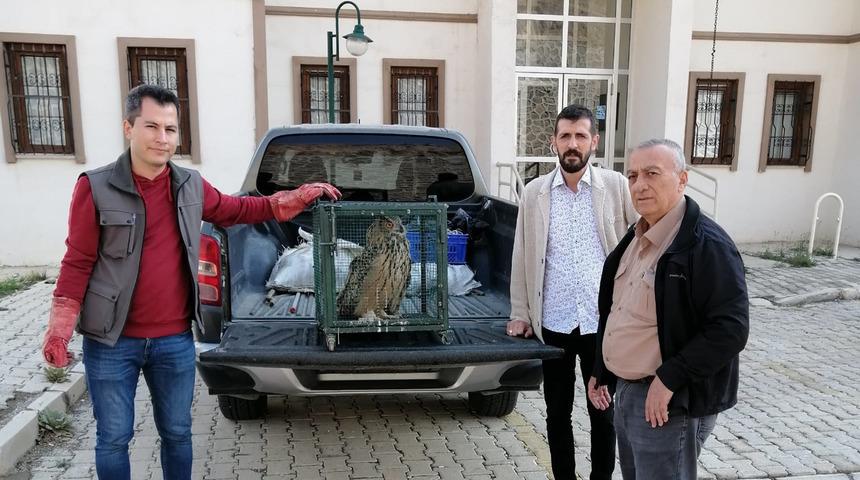 Malatya'da sahipsiz köpeklerin saldırısında yaralanan puhu tedaviye alındı