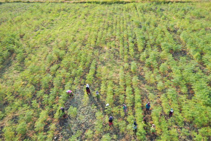 Gaziantepli kadınlar moringa hasadına başladı G3