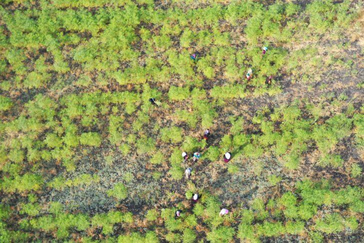 Gaziantepli kadınlar moringa hasadına başladı G4