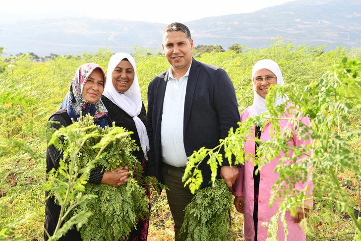 Gaziantepli kadınlar moringa hasadına başladı G5