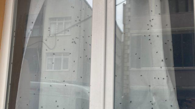 Camdaki sinekleri gören telefona sarıldı, eve giren polis gerçeği ortaya çıkardı: Ceset var sandık