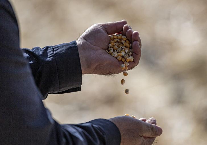 Erzurum'da denemesi yapılan "danelik mısır" çiftçilerin yeni gelir kapısı olacak G1