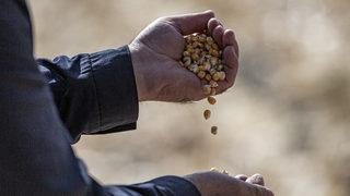 Erzurum'da denemesi yapılan danelik mısır çiftçilerin yeni gelir kapısı olacak