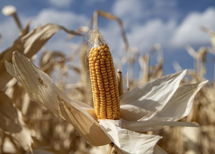 Erzurum'da denemesi yapılan "danelik mısır" çiftçilerin yeni gelir kapısı olacak G3