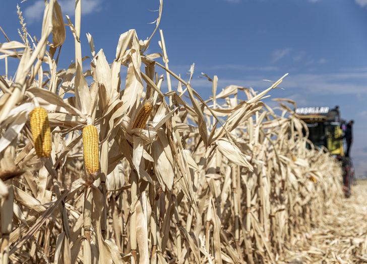 Erzurum'da denemesi yapılan "danelik mısır" çiftçilerin yeni gelir kapısı olacak G4