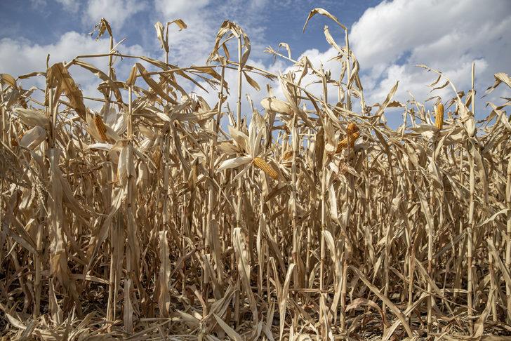 Erzurum'da denemesi yapılan "danelik mısır" çiftçilerin yeni gelir kapısı olacak G5
