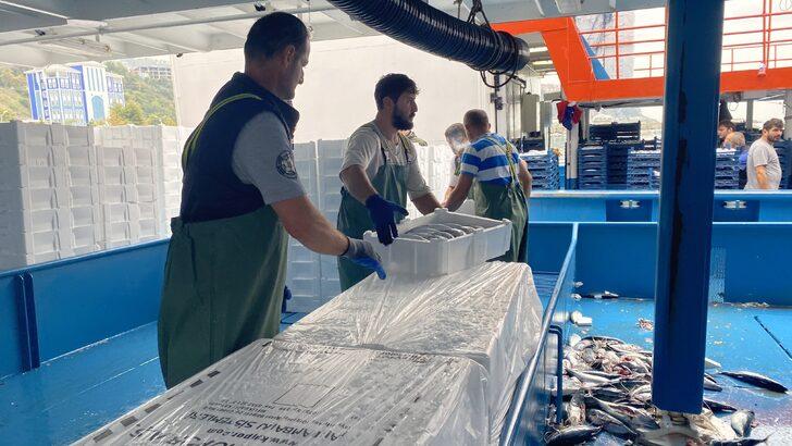 Yüz değil, bin değil, tam 10 bin kasa… Denizden adeta fışkırdı: Sezona çok iyi başladık G4