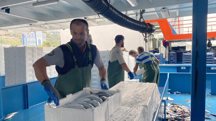 Yüz değil, bin değil, tam 10 bin kasa… Denizden adeta fışkırdı: Sezona çok iyi başladık G5