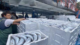 Yüz değil, bin değil, tam 10 bin kasa… Denizden adeta fışkırdı: Sezona çok iyi başladık